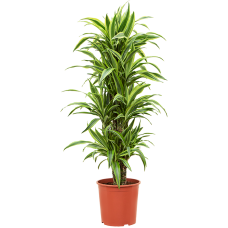 Dracaena fragrans 'Lemon Lime'