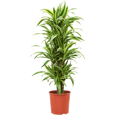 Растение горшечное Драцена/Dracaena fragrans 'Lemon Lime'