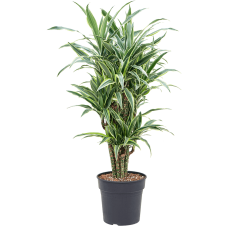 Dracaena fragrans 'Lemon Suprise'