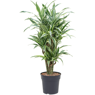 Растение горшечное Драцена/Dracaena fragrans 'Lemon Suprise'