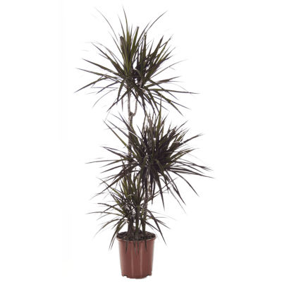 Растение горшечное Драцена/Dracaena marginata 'Magenta'