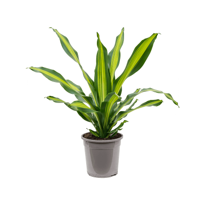 Растение горшечное Драцена/Dracaena fragrans 'Burley'