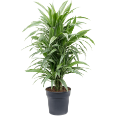 Dracaena deremensis 'Warneckei'