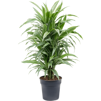 Растение горшечное Драцена/Dracaena deremensis 'Warneckei'