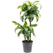 Dracaena fragrans 'Dorado'