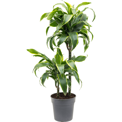 Растение горшечное Драцена/Dracaena fragrans 'Dorado'