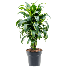 Dracaena fragrans 'Dorado'