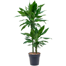 Dracaena fragrans 'Burundii'