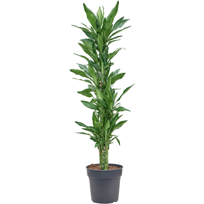 Растение горшечное Драцена/Dracaena fragrans 'Burundii'