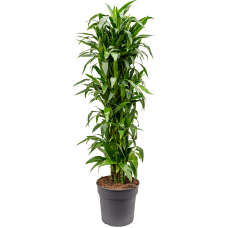 Dracaena fragrans 'Janet Craig'