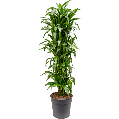 Растение горшечное Драцена/Dracaena fragrans 'Janet Craig'