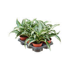 Dracaena fragrans 'Jade Jewel' 8/tray