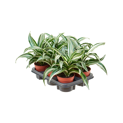 Растение горшечное Драцена/Dracaena fragrans 'Jade Jewel' 8/tray