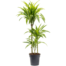 Dracaena fragrans 'Lemon Lime'