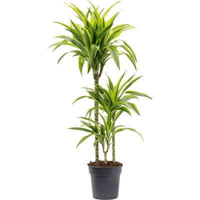 Растение горшечное Драцена/Dracaena fragrans 'Lemon Lime'