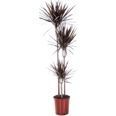 Dracaena marginata 'Magenta'