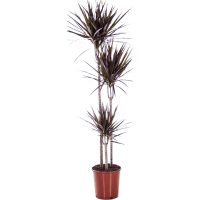 Растение горшечное Драцена/Dracaena marginata 'Magenta'