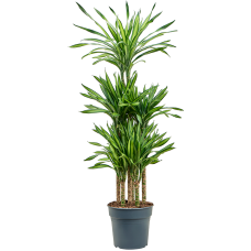 Dracaena fragrans 'Riki'