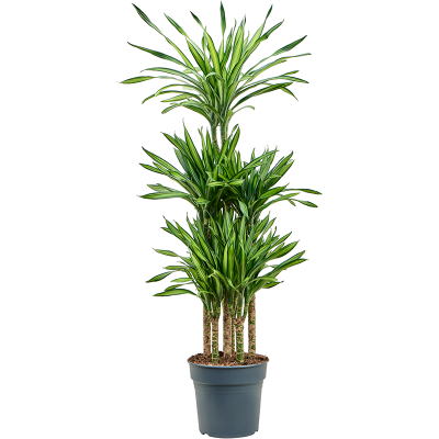 Растение горшечное Драцена/Dracaena fragrans 'Riki'