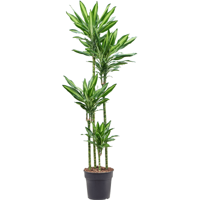 Растение горшечное Драцена/Dracaena fragrans 'Cintho'
