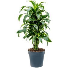 Dracaena fragrans 'Dorado'