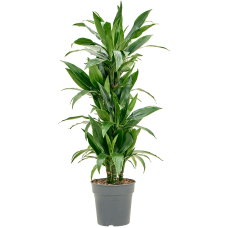 Dracaena fragrans 'Janet Craig'