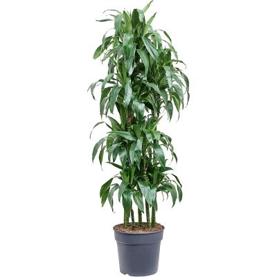 Растение горшечное Драцена/Dracaena fragrans 'Janet Craig'