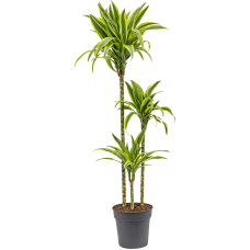 Dracaena fragrans 'Lemon Lime'