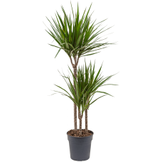 Dracaena marginata