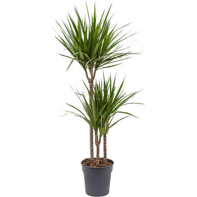 Растение горшечное Драцена/Dracaena marginata