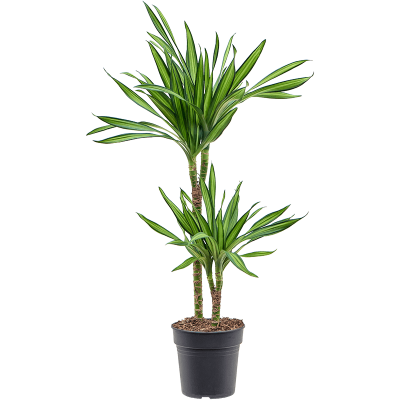 Растение горшечное Драцена/Dracaena fragrans 'Riki'