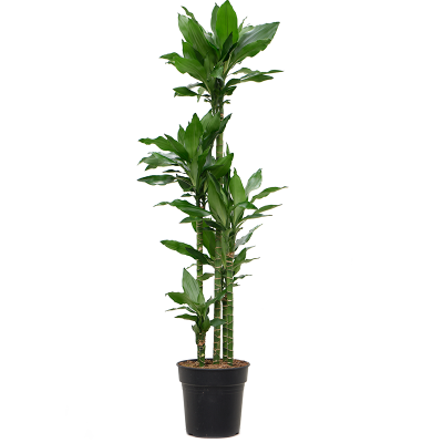 Растение горшечное Драцена/Dracaena fragrans 'Burundii'