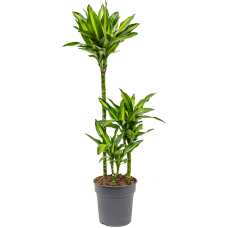 Dracaena fragrans 'Cintho'