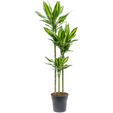 Dracaena fragrans 'Cintho'