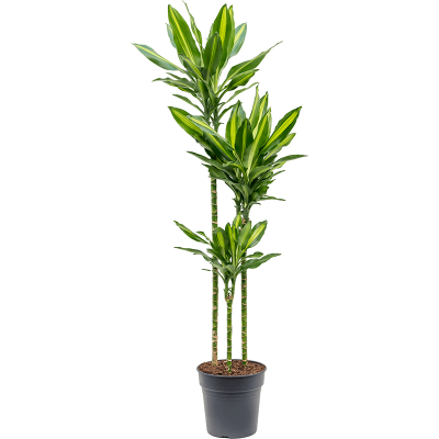 Растение горшечное Драцена/Dracaena fragrans 'Cintho'