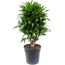 Dracaena fragrans 'Compacta'