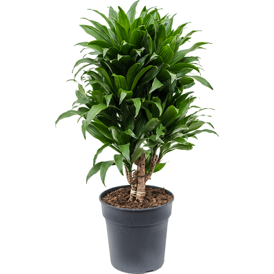 Растение горшечное Драцена/Dracaena fragrans 'Compacta'