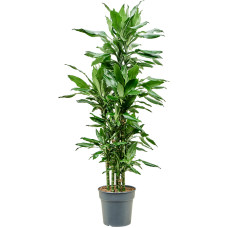 Dracaena fragrans 'Burundii'