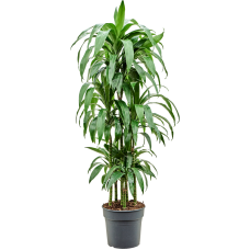 Dracaena fragrans 'Janet Craig'