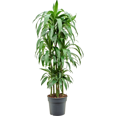 Растение горшечное Драцена/Dracaena fragrans 'Janet Craig'