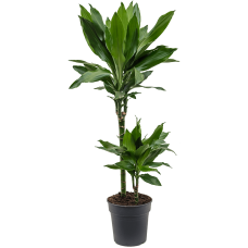 Dracaena fragrans 'Janet Lind'