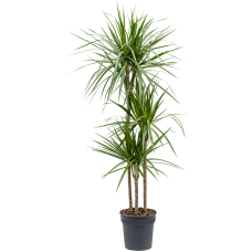 Dracaena marginata