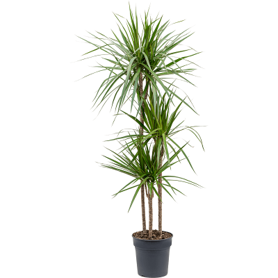 Растение горшечное Драцена/Dracaena marginata