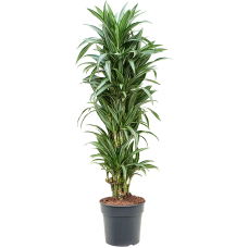 Dracaena fragrans 'Ulises'