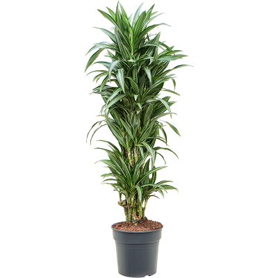 Растение горшечное Драцена/Dracaena fragrans 'Ulises'