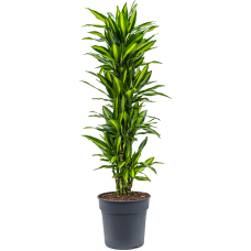 Dracaena fragrans 'Cintho'