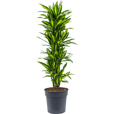 Растение горшечное Драцена/Dracaena fragrans 'Cintho'