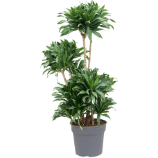 Dracaena fragrans 'Compacta'