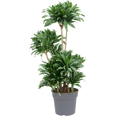 Растение горшечное Драцена/Dracaena fragrans 'Compacta'