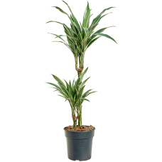 Dracaena deremensis 'Warneckei'